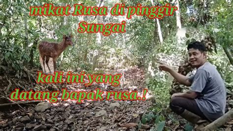 Mikat Rusa Di Dalam Hutan Pinggir Sungai Kali Ini Yang Datang Bapak