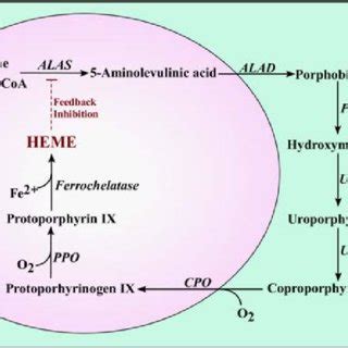 The heme biosynthetic pathway. In mammals, the first and the last three ...