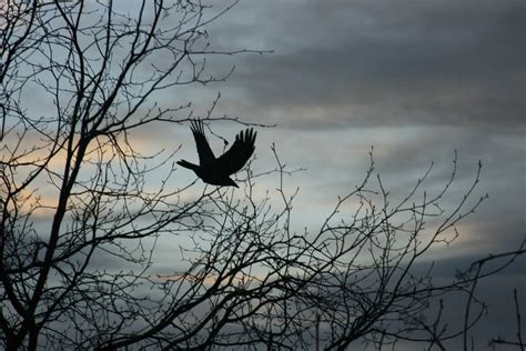 Bridge Crow 2 By Citrus Monk On Deviantart