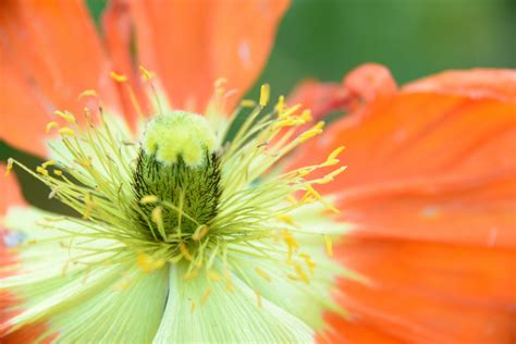 Kostenlose Foto Natur Bl Hen Fotografie Blatt Blume Bl Tenblatt