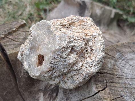 Honeycomb Coral Fossil Glacial Erratics Iowa Fossil - Etsy