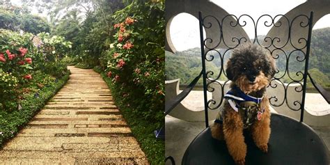 12 Pet-Friendly Places in Tagaytay for you and your furry friend! | Booky