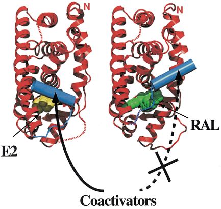 Crystal Structure Of The Ligand Binding Domain Of Human Oestrogen