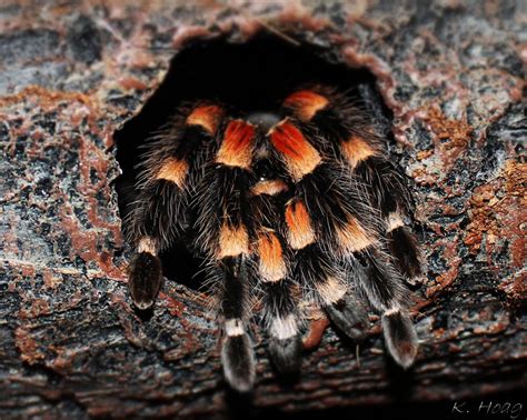 Legs - Brachypelma smithi by sprchik on DeviantArt