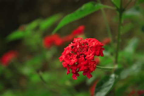lantana flower or shrub verbena bloom in the garden. lantana flower or