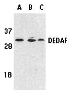 Anti DEDAF Antibody QED Bioscience Inc