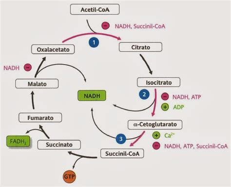 Apuntes De Bioquímica Regulación Y Síntesis De Compuestos A Partir Del