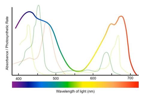 Absorption Spectrum Of Photosynthesis