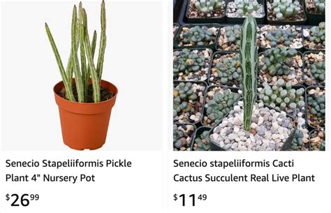 Plant FAQs: Senecio Stapeliiformis - Kleinia Stapeliiformis