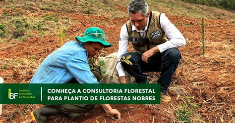 Conhe A A Consultoria Florestal Para Plantio De Mogno Africano