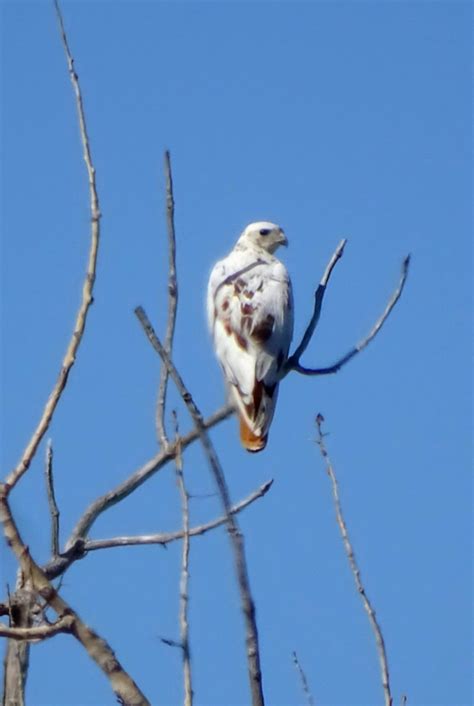 Leucistic Red Tailed Hawk I Spotted In North Longmont Scrolller