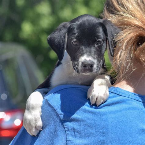 Charlotte Animal House Shelter