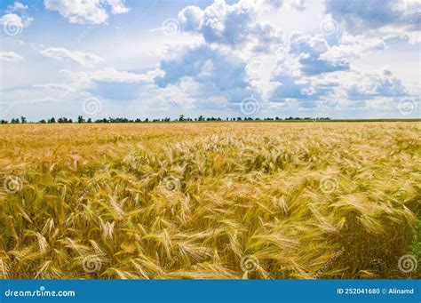 Campo De Trigo Amarillo Y Cielo Azul Foto De Archivo Imagen De