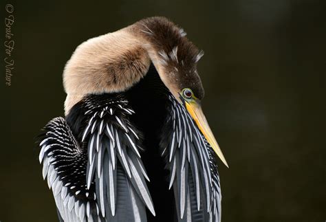 WATER BIRDS of North America - PHOTOGRAPHY WORLD