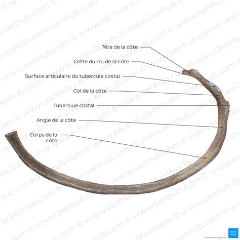 Cage thoracique : Anatomie et relations cliniques | Kenhub