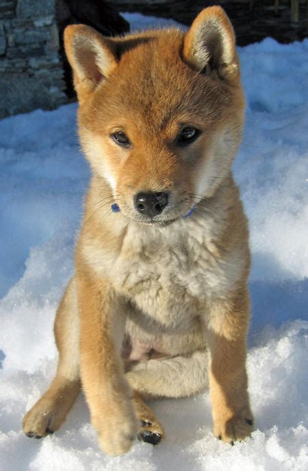 marys   gooddog blog hachiko hachi  dog    cry