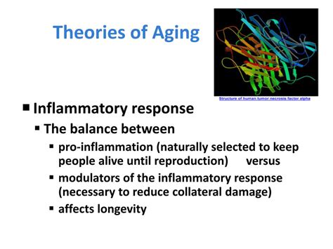 Ppt What It Means To Grow Old Physical Changes That Accompany Aging