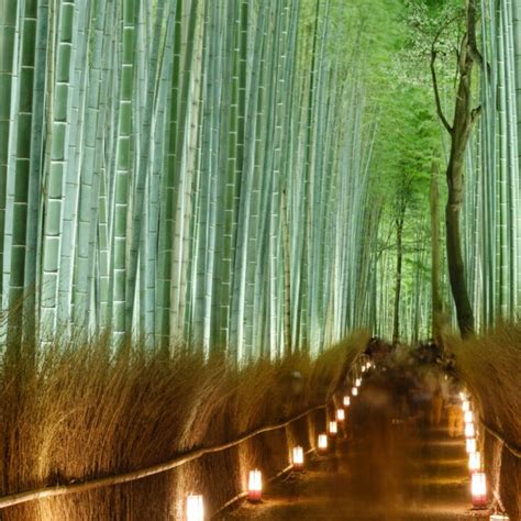 bamboo forest kyoto thebeautypofjapan arashiyama bamboo forest