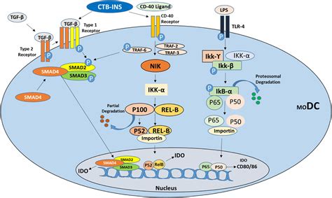 Frontiers The Role Of Dendritic Cell Maturation In The Induction Of