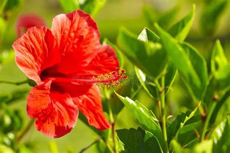 Flor Roja Del Hibisco Imagen De Archivo Imagen De Parque 33013911