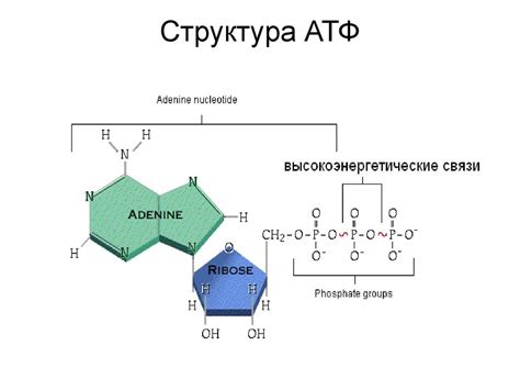 Молекула атф картинки (48 фото)