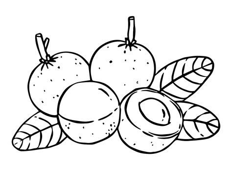 Longan Fruit Coloring Page - Free Printable Coloring Pages