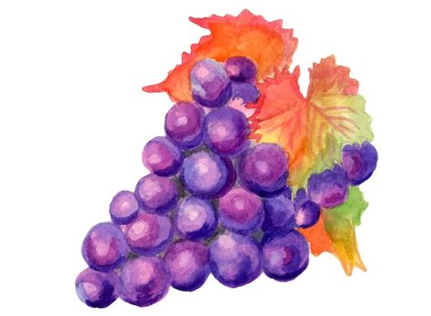 Ilustra O De Arte Em Aquarela De Cacho De Uvas Vetor Premium