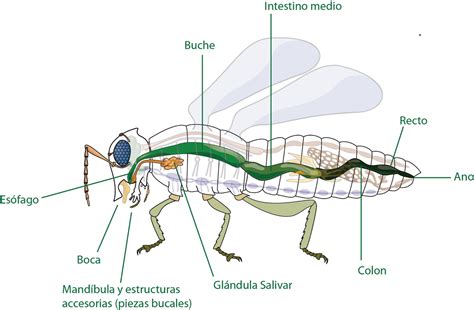 Fisiolog A Del Sistema Digestivo De Invertebrados Y Vertebrados The