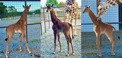 A Spotless Giraffe! – B-School News