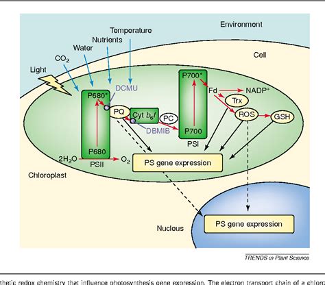 Figure 1 From Chloroplast Redox Signals How Photosynthesis Controls