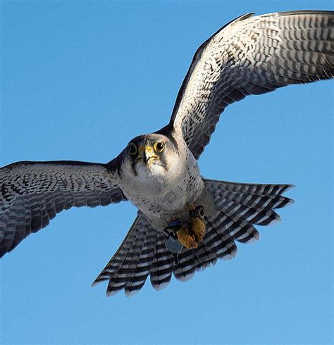 Raptor Hill Falconry Falconry Experiences Near Luray Virginia USA