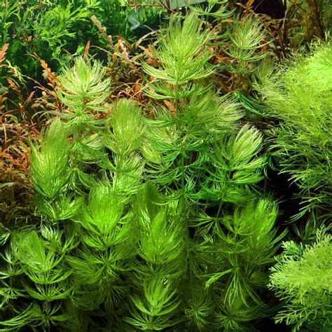 Ceratophyllum demersum 'Foxtail' - Portion | Aquasabi - Aquascaping Shop