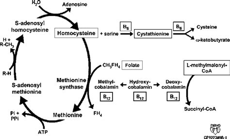 Illustration of the similarities and differences between the cellular ...