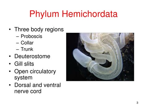 PPT Phyla Hemicordata And Chordata PowerPoint Presentation Free