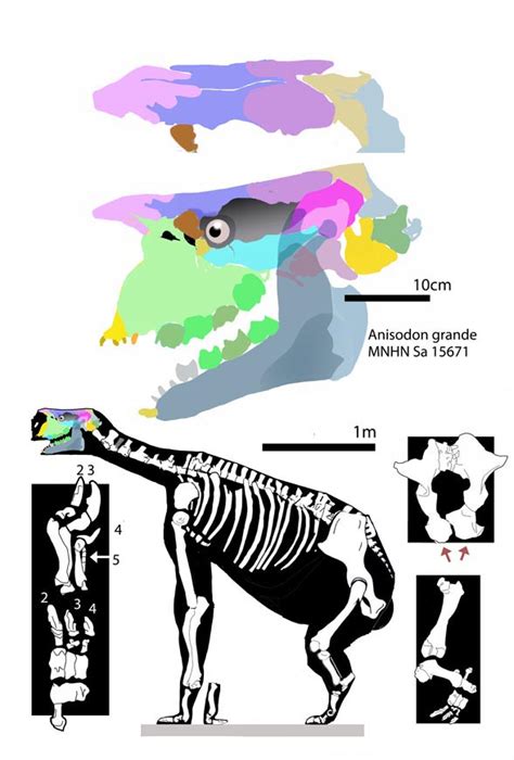 Anisodon And Chalicotherium