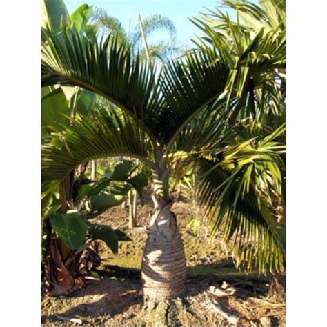 Bottle Palm Trees Hyophorbe Lagenicaulis 5 6 Overall Height