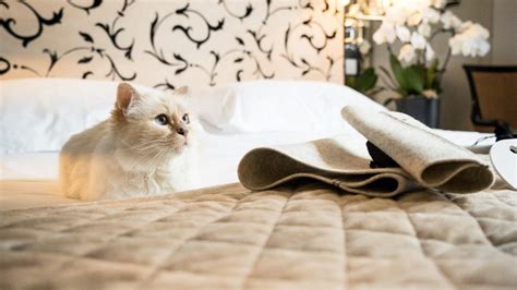 Karl Lagerfeld's cat designs her own bed (in a way) | Architectural ...