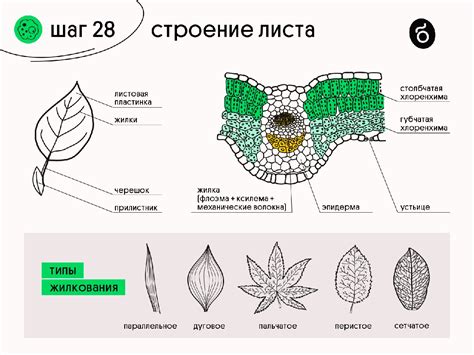 Строение листа 1 класс