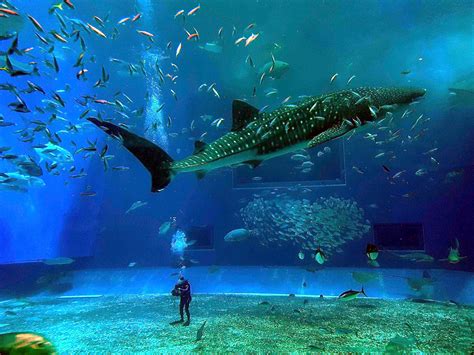 Okinawa aquarium : woahdude