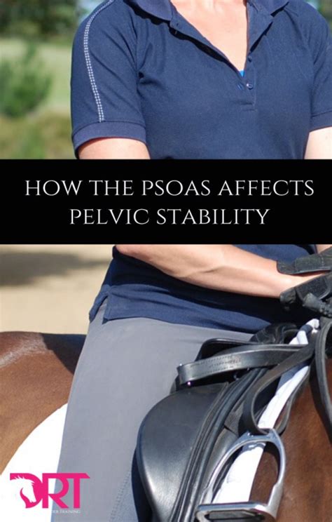 How The Psoas Affects Your Pelvic Stability In Dressage Psoasrelease