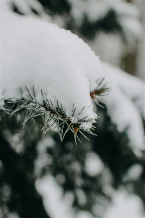 Snowflake Closeup Photos, Download The BEST Free Snowflake Closeup Stock Photos & HD Images