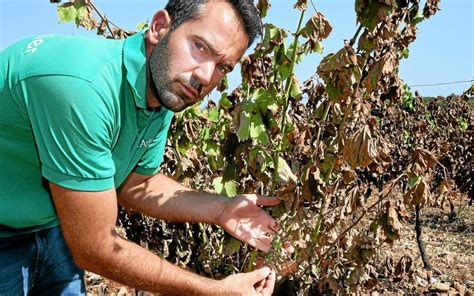 Climat le sud de la France va t il devenir invivable Le Télégramme