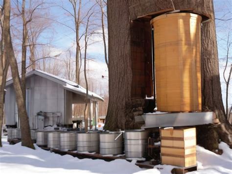 How Is Maple Syrup Made Step By Step Exploring The Maple Syrup