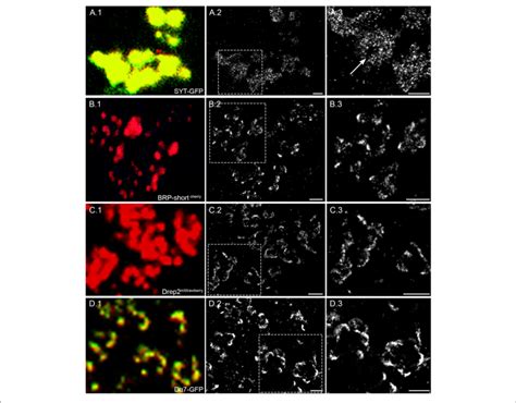 | Four different synaptic proteins imaged with confocal and super ...