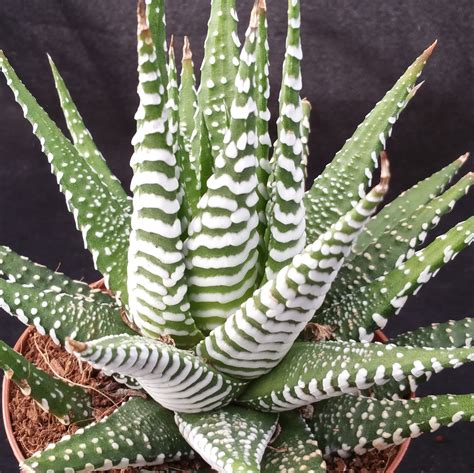 Haworthia Fasciata Zebra Plant This Plant Comes In A 35 Pot You