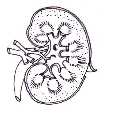 Blank Excretory System Diagram