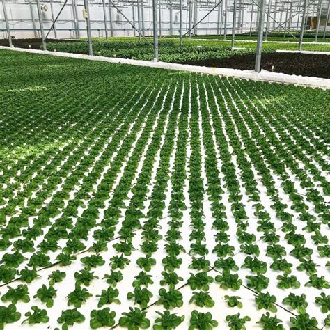 High Density Deep Water Culture Hydroponic XPS Floating Raft Dwc Board