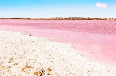 Pink Salt Lake And The Shore Is Covered With Salt Torrevieja Spain