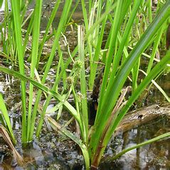 Sparganium Americanum American Bur Reed Go Botany