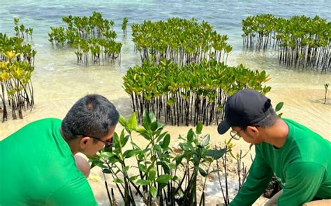 Penanaman 8 000 Jenis Rhizophora Mucronata Di Pulau Tidung Kecil